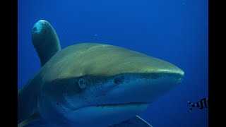 Fight off Longimanus attack November 2018  Sharks of Egypts Brothers and Elphinstone [upl. by Asirap]