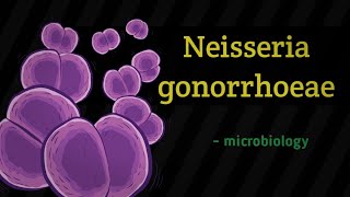 Neisseria gonorrhoeae  microbiology lecture in hindi [upl. by Ramunni983]