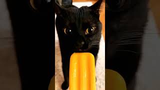 Black cat activities cat pets funnypets funnycats shorts [upl. by Notsag]