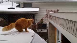 Cat Fails Jump From Snow HD gato se cae al saltar con nieve [upl. by Llenehc]