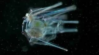 Plankton Chronicles Sea Urchins [upl. by Hengel13]