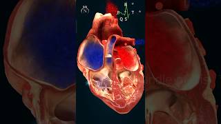 PQRST Wave  shorts ecg heart nursingking bloodcirculation [upl. by Sib]