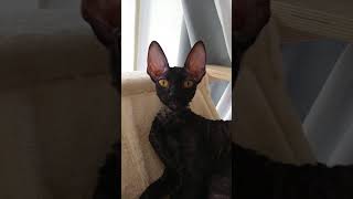 Cornish Rex Cat My black Pantheramp My beautiful Angel [upl. by Egwin]