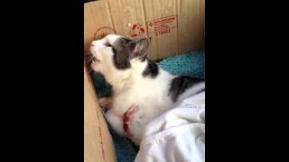 Cat rescued after being attacked [upl. by Chace]