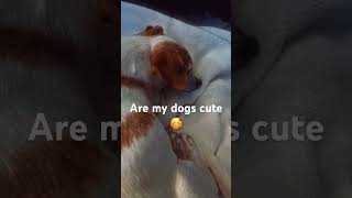 Doggies music song cute shorts short video cuteanimal foryou foryoupage [upl. by Eserehs]