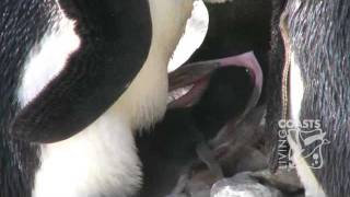 Penguin chick hatching at Living Coasts [upl. by Smoot531]