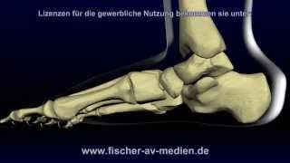 Der Fuß  kurz und bündig  Animation  Anatomie  Foot [upl. by Berriman698]