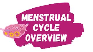 Menstrual Cycle Overview [upl. by Yrrej]