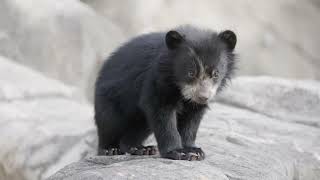 Watch Andean Bear Cubs Ian and Sean Frolic At Smithsonians National Zoo [upl. by Shannon270]