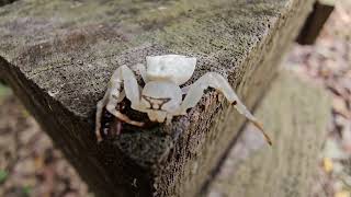 Crab Spider  Thomisus spA  attacked by pseudoscorpion2 [upl. by Latihs718]