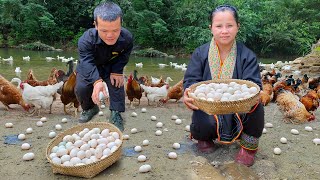 Dwarf Family Harvesting Chicken Eggs amp bake eggs in bamboo tube Garden renovation  harvesting joy [upl. by Cesaria]