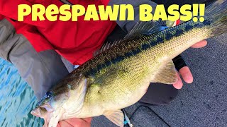 How to Catch Prespawn Magnums on Lake Lanier [upl. by Gwenette]