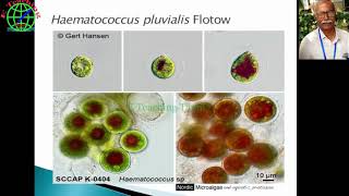 Astaxanthin from Algae lecture by Prof BB Chaugule National Webinar on Avenues in Plant Research [upl. by Durant]