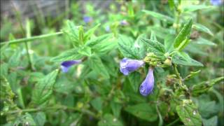 Common Skullcap Scutellaria galericulata var epilobiifolia  20120816 [upl. by Egiaf]