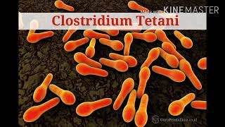 Clostridium tetani in tamil [upl. by Auahsoj214]