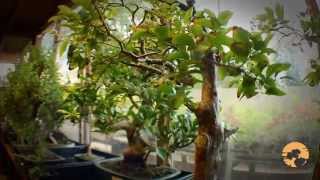 How to buy bonsai Trees a Guide to Choosing Bonsai Trees for Beginners [upl. by Molloy]