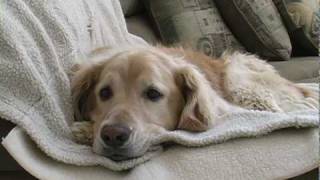 Young Golden Retriever Tries to Get Old Dog to Play Short Film [upl. by Ribak]