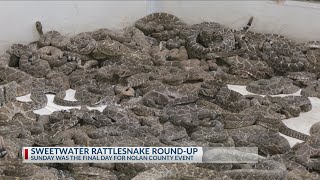 Sweetwater Rattlesnake Roundup A West Texas Tradition [upl. by Perrie632]