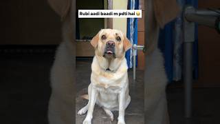 Pdai krti h😂  labra rubi  youtubeshorts shorts funny labrador dog comedy memes trending [upl. by Aisan]