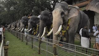 Assignment Asia Elephants of Kerala [upl. by Theurer]