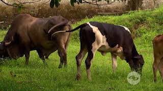 Modelo de pequeña ganadería en el chocó  La Finca de Hoy [upl. by Anila750]