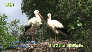 White Stork billclattering  meet and greet [upl. by Lewellen368]