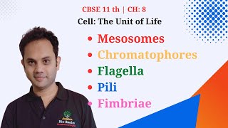 Mesosomes  Chromatophores  flagella  Pili  Fimbriae  Cell The Unit of Life  BioRealm [upl. by Edva732]