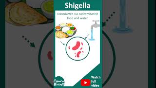 Shigella  Shigellosis  Microbiology pathogenesis and treatment  USMLE [upl. by Fredella875]