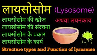 लायसोसोम की खोज आकृति प्रकार संरचना और कार्य  Types Structure and Function of lysosome  hindi [upl. by Thgirw281]