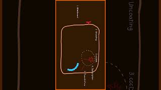 Hepatitis B Virus Replication Part 2 of 3 usmle [upl. by Mattie]