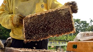 Huge Number of Bees Honey Mass Production Process by Korean Beekeeping Farm [upl. by Necyrb499]