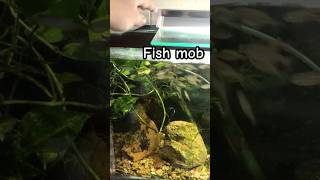 Baby giant danio minnows group up from hand movement Mob fish aquarium fish feedingfrenzy [upl. by Annerahs747]