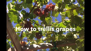 How to trellis grapes build a trellis prune a vine [upl. by Ingold]