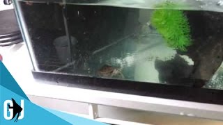 13 How To Set up a 10 Gallon Hatchling Turtle Tank [upl. by Rother]