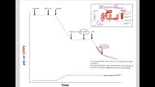 510 Understand not memorize metabolism Inhibitors and uncouplers of ETCOP [upl. by Eyde]