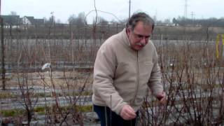 How to prune red currants [upl. by Emsmus]