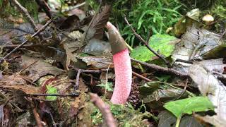 Dog stink horn  Mutinus caninus  Weird amp rare mushrooms of BC [upl. by Hteboj]