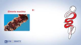 Coccidiosis Lesion Score [upl. by Amaral]