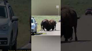 Theyll Kill You Tourists Get Too Close to Bison Fight at Yellowstone [upl. by O'Donoghue]