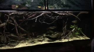 How to Set Up a big Biotope Aquarium [upl. by Reynard]