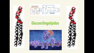 Lípidos glucoesfingolípidos Vídeo 5 sobre lípidos 2º Bachillerato [upl. by Eltsyrhc647]