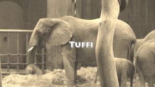 The Elephant that jumped out of a Monorail Tuffi [upl. by Atteuqahc829]