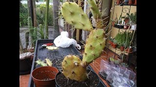 How to repot amp Prune an Opuntia Cactus Plant [upl. by Emsoc]