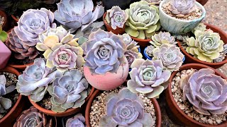 How To Tell Echeveria Lola VS Echeveria Lilacina [upl. by Dhiman]