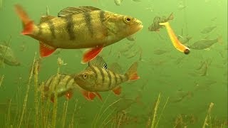 Must see rare footage of perch attack soft fishing lures underwater [upl. by Atazroglam]