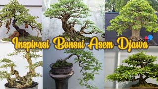 35 Bonsai Asem Jawa Terbaik Untuk Inspirasi [upl. by Trela731]