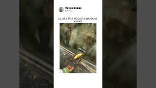 macacos tentando pegar a banana 😂 funnyvideos meme [upl. by Adnerol462]