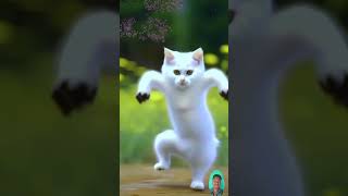 funny cat bance funny cat dancingcat cat [upl. by Sousa]