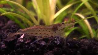 iNdEPTH Amano Shrimp Caridina Japonica [upl. by Collum]