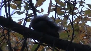 squirrel hunt with a 32 cal muzzleloader [upl. by Neltiak236]